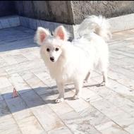 پامر روباهی نر شناسنامه دار