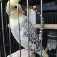 پرنده های زیباااا