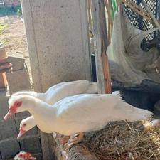 جوجه اردک اسرائیلی(روسی)