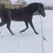 جوان اسب کرد 6دانگ