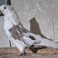 کبوتر نوک قنار اصل