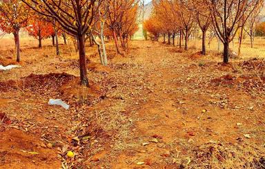 باغ روستای ویهج روی جاده آسفالت