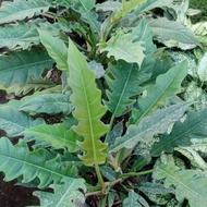 انواع فیلودندرون ها،فیکوس،نانا،یوکا،پتوس ابلق و...