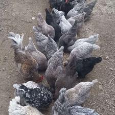 تخم مرغ محلی نطفه دار