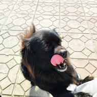 سگ سالمو سرحال واکسن زده