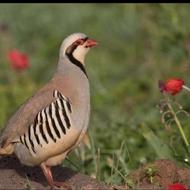 کبک چوکار 35 روزه