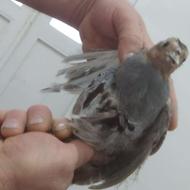 کبک چیل سینه نعل اسبی