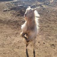 یک عدد بز نر چاق