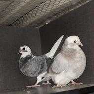 فروش کبوتر سالم و سلامت