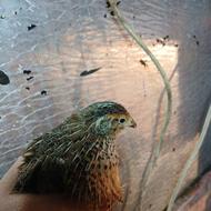 بلدرچین یماهه