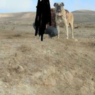 واگذاری سگ سرابی توله مستقیم ترور شاه طارم