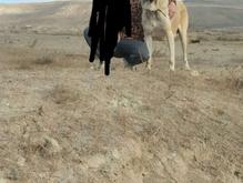 واگذاری سگ سرابی توله مستقیم ترور شاه طارم در شیپور