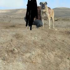 واگذاری سگ سرابی توله مستقیم ترور شاه طارم