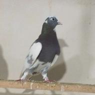 کبوتر پرشی نسل برتر