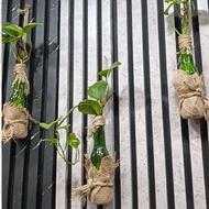 گلدان های آویز ورومیزی