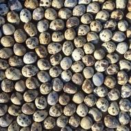 فروش تخم خوراکی بلدرچین