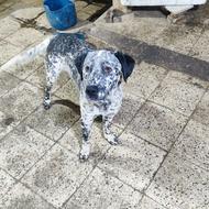 واگذاری توله سگ دالمیشن،صد و یک خالدار