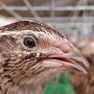 فروش تخم نطفه دار بلدرچین