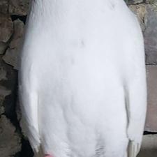 کبوتر پرشی 3جفت