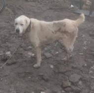 واگذاری سگ افغان اصیل