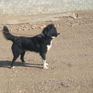 سگ گله واگذاری