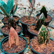 انواع گیاهان خاص زاموفیلیا ابلق و شرابی