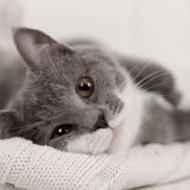 گربه نژاد میو