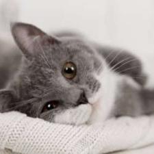 گربه نژاد میو