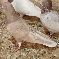 کبوتر به فروش میرسد