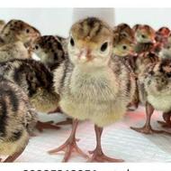 جوجه بوقلمون برنز