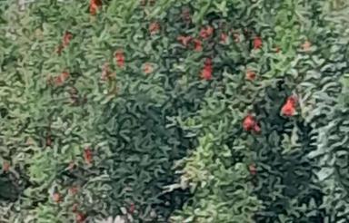 فروش باغچه روبه روی بافت شهری