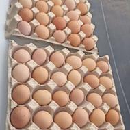 تخم مرغ محلی