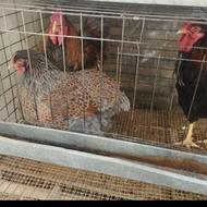 مرغ و خروس بوقلمون میگیرم وسایل میدم