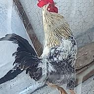 خروس‌کردی‌