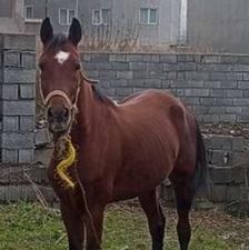 اسب نریون 5سالع عالی