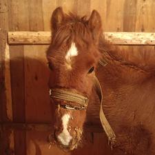 اسب مادیان فروشی