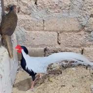 پرنده سیلور