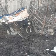 سگ  تر و تمیز  واگذاری