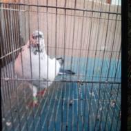 نر کله دم سبز ماده زره ای