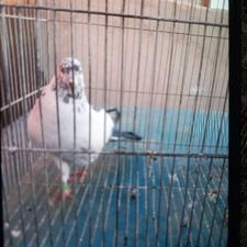 نر کله دم سبز ماده زره ای