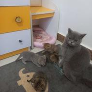 بچه گربه از نژاد بریتیش