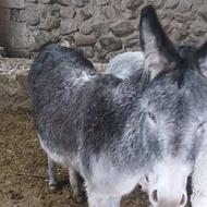 فروش خر جوان