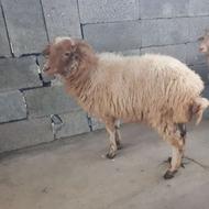 فروش یک راس بره نر (گوسفند)