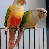 یک جفت گرینچیک نر و ماده سخنگو و بازیگوش به همراه قفس و لانه