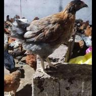 خریدتلفات مرغداری،خریدانواع ضایعات مرغداری