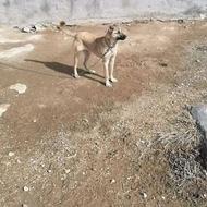 واگذاری توله سرابی