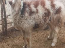 بره قوچ پلنگی عتیقه در شیپور