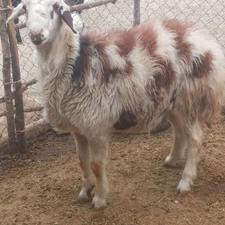 بره قوچ پلنگی عتیقه