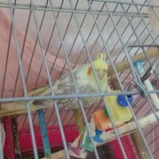 عروس هلندی ماده