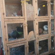 قفس کبوتر یا هرچی که دوست دارین